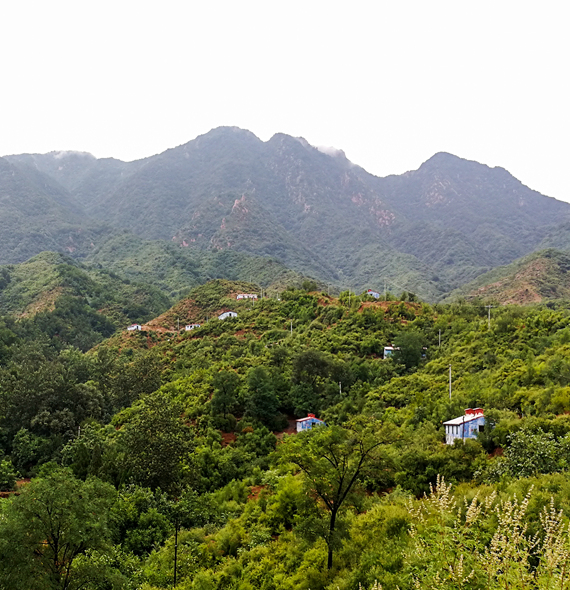 国家柴鸡生态养殖基地